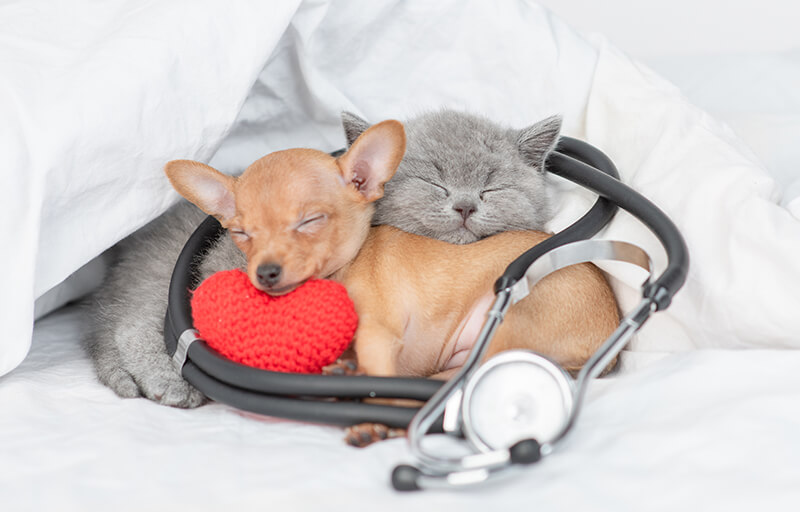 Veterinarian in Beavercreek, OR
