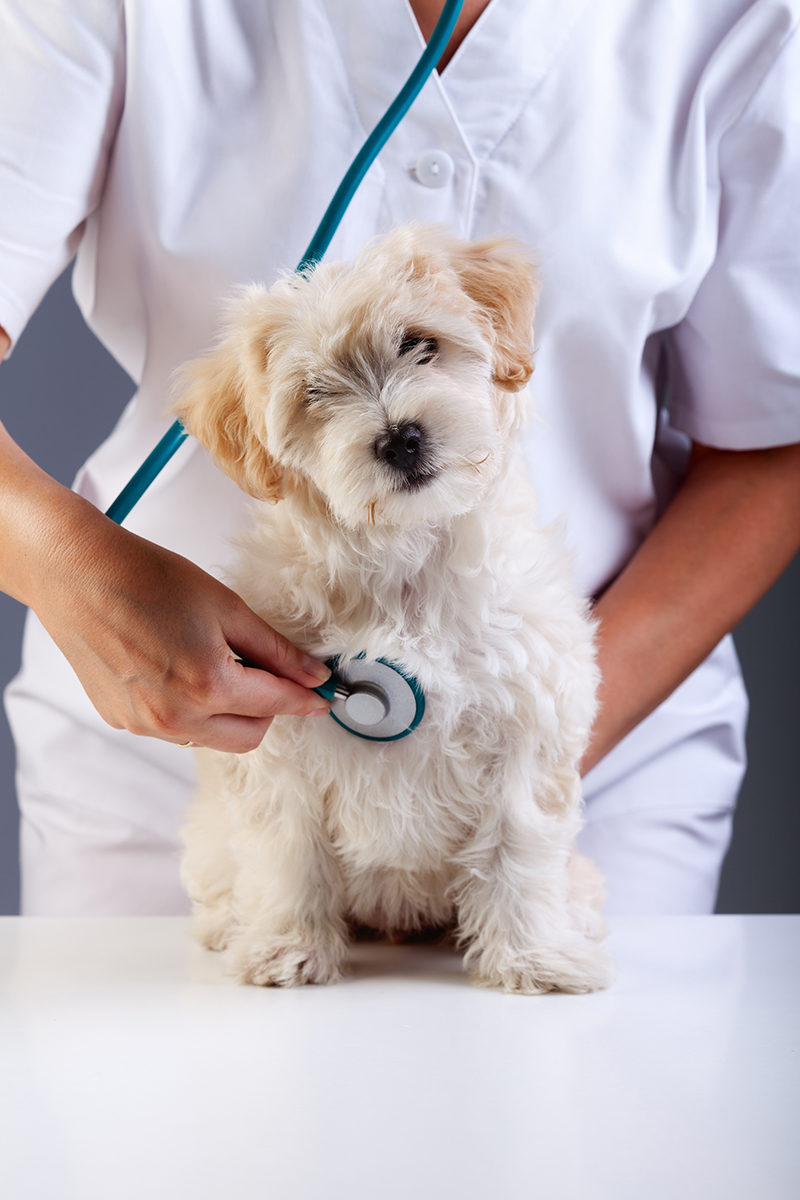 a veterinarian is performing an examination of the dog